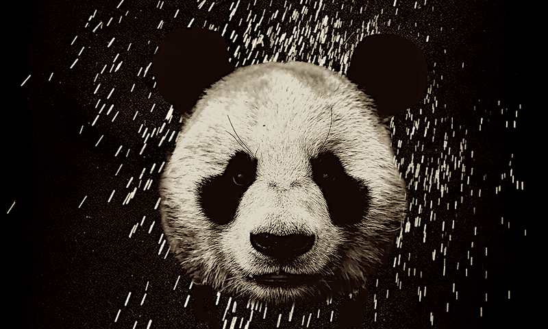 panda